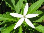 bunga-kitolod-herbal-untuk-sakit-mata_20160720_160817.jpg