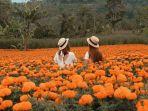 bunga-marigold-di-gemiti-garden-bali.jpg
