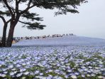 bunga-nemophila-di-jepang_20170422_140038.jpg