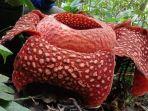 bunga-rafflesia-tuan-mudae-12.jpg