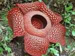 bunga-raflesia.jpg