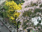 bunga-sakura-di-surabaya.jpg
