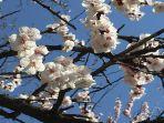 bunga-sakura-mulai-mekar-di-tokyo.jpg