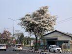 bunga-tabebuya-bermekaran-di-jalan-magelang-yogya5.jpg
