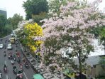 bunga-tabebuya-bermekaran-di-surabaya_20181127_151348.jpg