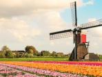 bunga-tulip_20151127_104645.jpg