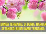 bunga_20161121_103631.jpg
