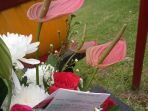 bunga_20170510_114341.jpg