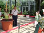 bungai-bangkai-nih3_20160901_153658.jpg