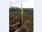 bungai-bangkai-raksasa-atau-amorphophallus-titanum.jpg