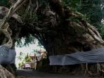 bunut-bolong_20150821_191757.jpg