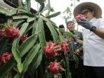 bupati-banyuwangi-abdullah-azwar-anas-meninjau-produksi-buah-naga-di-banyuwangi.jpg