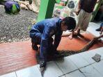 buruh-bangunan-hamoir-dipatok-ular-di-sukabumi.jpg