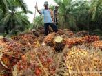 buruh-pemetiktanda-buah-segar-sawit_20160301_161712.jpg