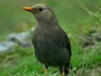 burung-anis-gunung-atau-jalak-gading_20181010_151720.jpg
