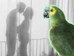 Curiga Suara Burung Beo Tirukan Rayuan Pria, Terbongkar Aib Memalukan Suami & Pembantu Berbuat Mesum