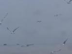 burung-camar_20160218_100022.jpg