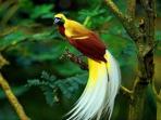 burung-cendrawasih_20150225_091300.jpg