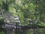 burung-curik-bali-dilepasliar.jpg