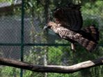 burung-elang-di-balai-besar-konservasi-sumber-daya-alam-bandung_20171024_094428.jpg
