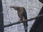 burung-elang-jawa-dilepasliarkan.jpg