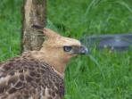 burung-garuda-elang-jawa_20150910_193752.jpg