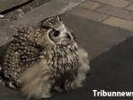 burung-hantu-nih2.jpg