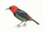 burung-iriana-widodo_20180113_162314.jpg