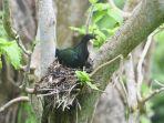 burung-junai-emas-di-pulau-jiew-desa-maliforo-halmahera-tengah-maluku-utara.jpg