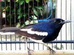 burung-kacer-kjd98.jpg