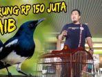 burung-kacer-rp-150-juta-hilang-di-bagasi-pesawat-kicau-mania-geruduk-kantor-garuda-indonesia.jpg