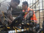 burung-langka-diamankan-dari-penyelundupan-di-surabaya_20151216_232307.jpg