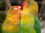 burung-love-bird1.jpg