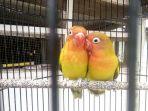 burung-lovebird-sdfb.jpg