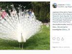 burung-merak-albino-salah-satu-hewan-albino.jpg