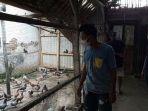 burung-merpati-15-miliar.jpg