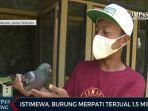 burung-merpati-harga-fantastis.jpg