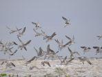burung-migran-pantai-cemara.jpg
