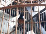 burung-murai-batu-milik-hafit-23-seharga-rp-8-juta-yang-hendak-dicuri-yf.jpg