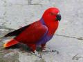 burung-nuri.jpg