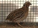 burung-puyuh_20150106_052902.jpg