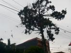 burung-terbang-rendah_20160417_224816.jpg