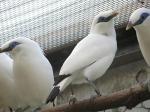 burung_jalak_bali_OK_01.jpg