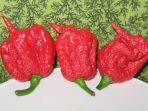 cabai-carolina-reaper_20180410_120256.jpg