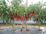 cabai-carvi-agrihorti_20180709_145105.jpg