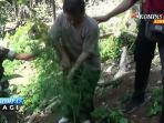 cabut-tanaman-ganja_20170915_143715.jpg