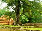 candi-muaro-jambi_20150607_014837.jpg