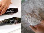 cara-membersihkan-lendir-ikan-lele.jpg