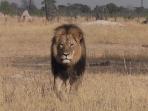 cecil-singa-idola_20150730_134439.jpg