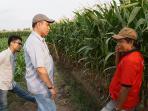 cek-produksi-jagung-di-sulsel-kementan-pastikan-stok-masih-tersedia_20151109_160514.jpg